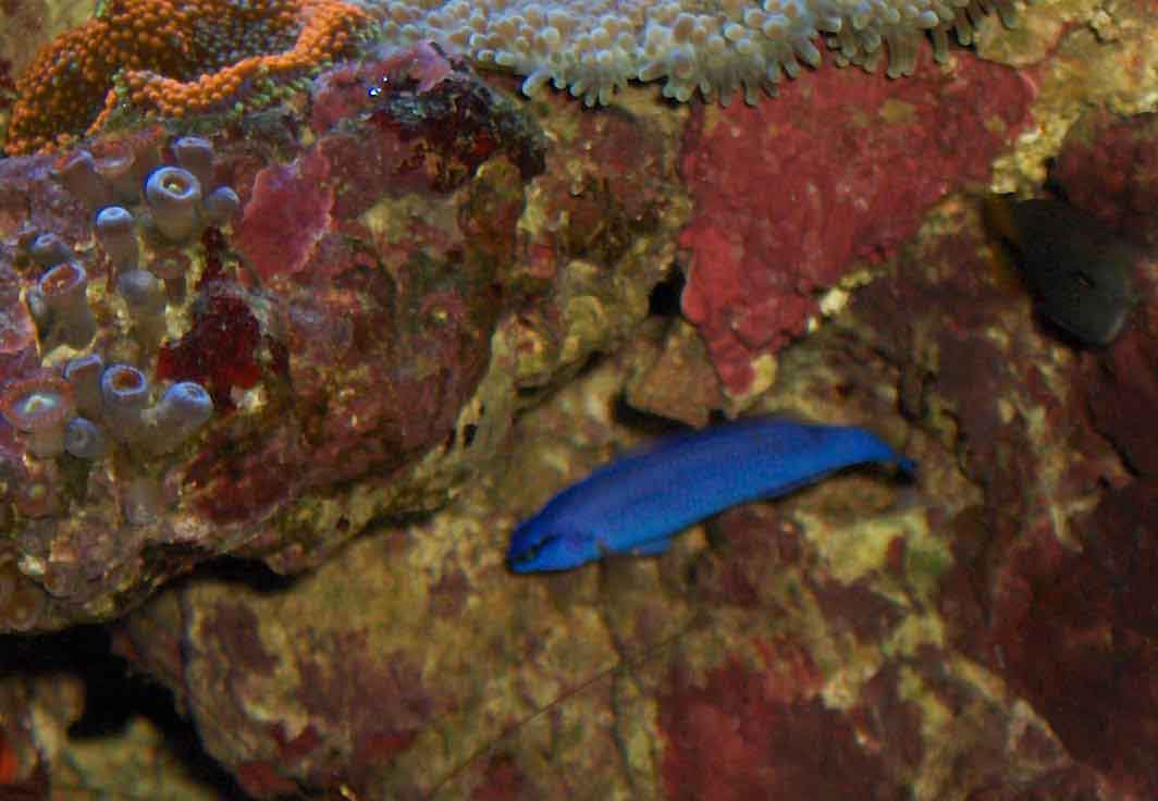 Pseudochromis-fridmani-x-sankeyi_1.jpg