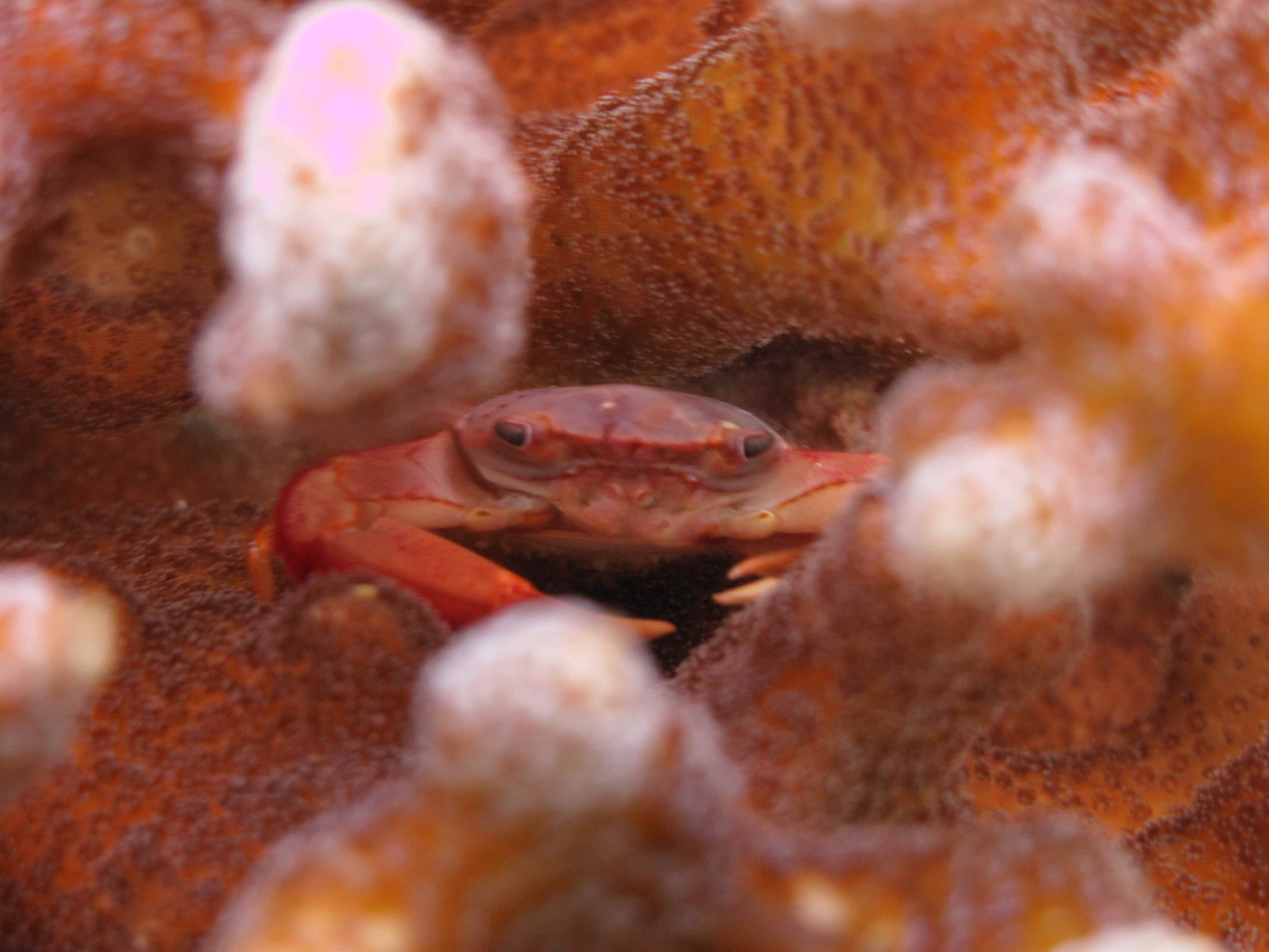 Reefsecrets portal voor de échte zeeaquariaan
