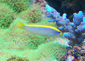 Pseudochromis_flavivertex.jpg