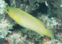 Pseudochromis_fuscus.jpg
