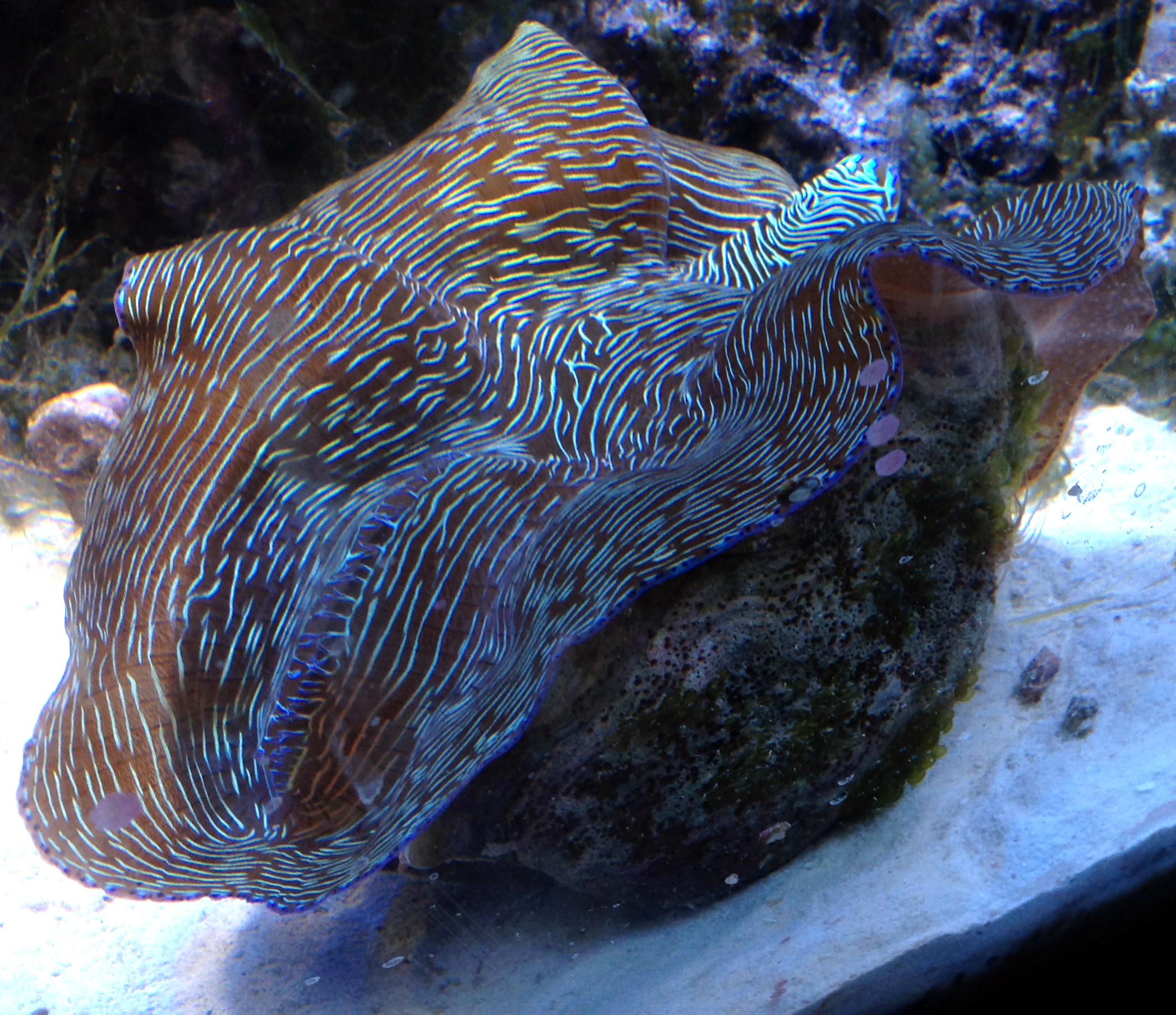 Tridacna derasa in aquarium
