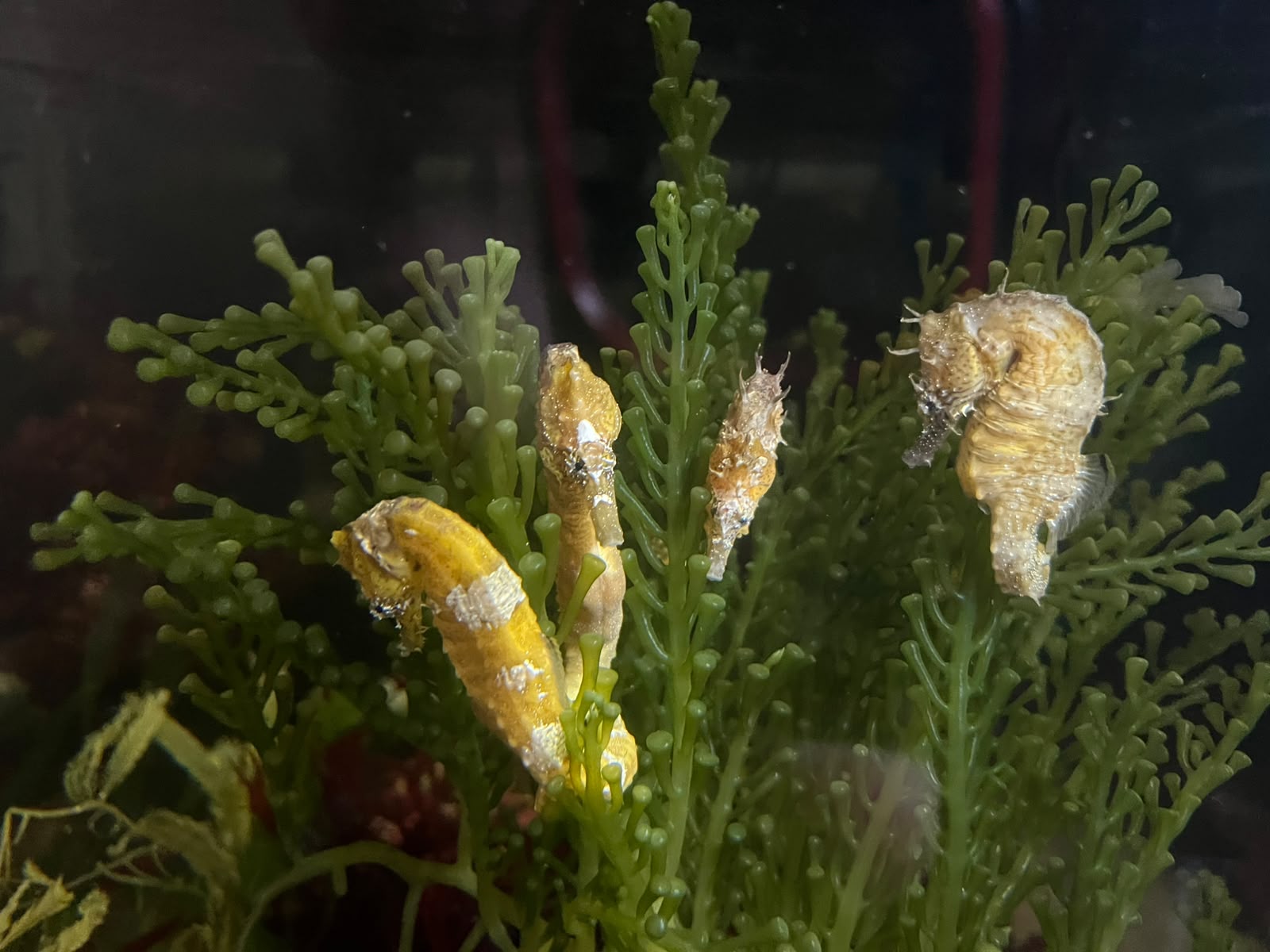 Synchiropus splendidus