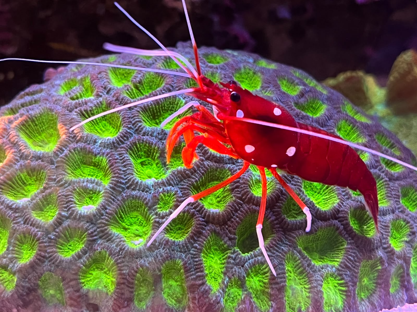 Synchiropus splendidus